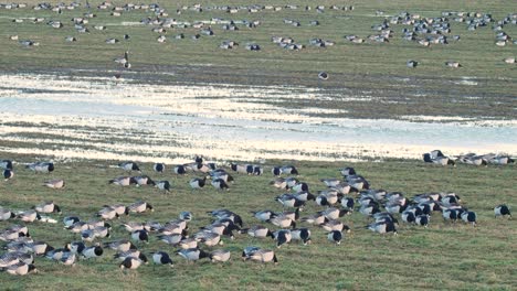 gran bandada de gansos percebes pastando en un campo, iluminado por la luz del atardecer en el centro de humedales de caerlaverock en el suroeste de escocia