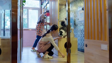 veterinarian clinic nurse, pet patient in clinic for health diagnosis, animal care and support, helping animal cat dog, medical treatment, professional diagnosis, checks for pet