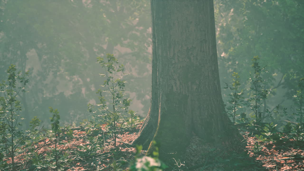 황금색  ⁇ 빛 에 비춰진 숲 에 있는 나무 들