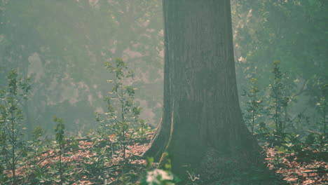 Wooded-forest-trees-backlit-by-golden-sunlight