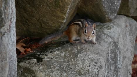 a chipmunk stands on a stone and sniffs around before glancing at its surroundings