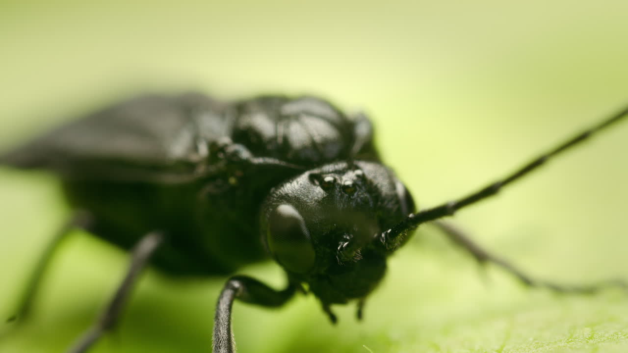 Extreme close-up Azalea argid sawfly (Arge similis) resting on leaf, macro closeup of insect