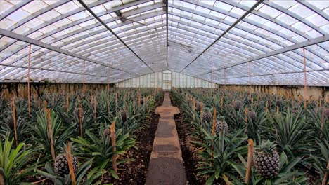 caminando por plantaciones de piña