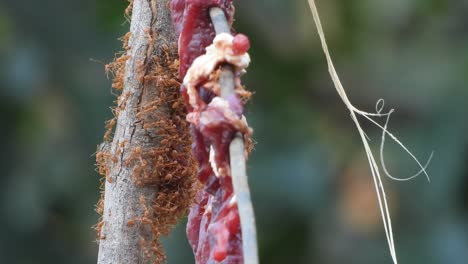 meat - food - dry- ants