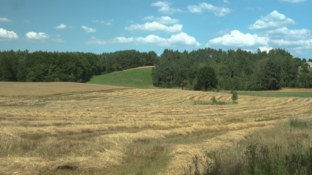 Tilt Up from Green Foliage to reveal a Meadow on a beautiful day with fluffy Clouds