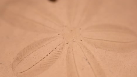 macro-close-up-of-a-dried-sand-dollar-from-the-beach,-slider-right-to-left