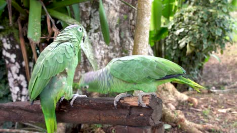 two amazon parrots perched in jungle scene