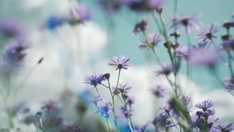 Haufen-Blühender-Astern,-Die-Sich-Im-Wind-Wiegen,-Mit-Blauem-Himmel-Im-Hintergrund