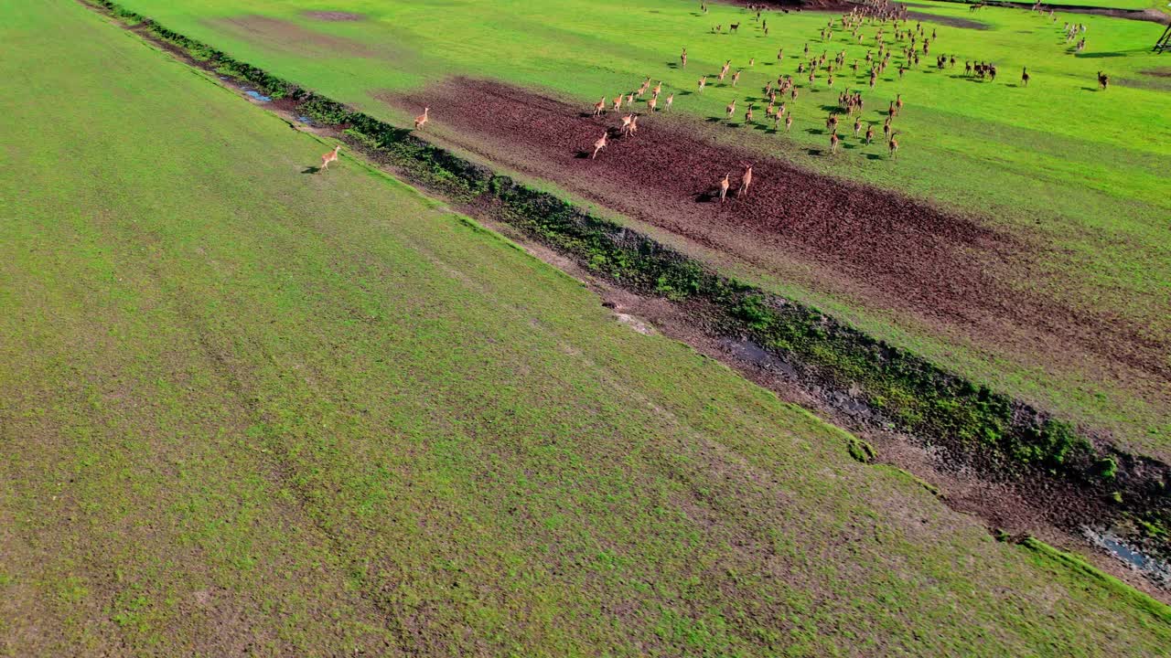 Aerial view of a herd of deer grazing in an open field near water