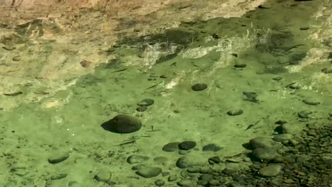 minnows swimming in clear water