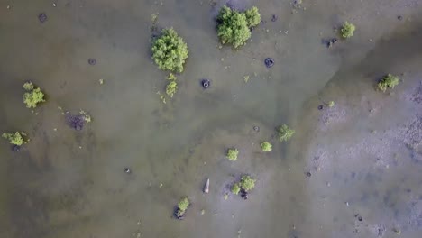 Top-down-view-the-new-plant-of-mangrove-tree-at-Batu-Kawan,-Penang,-Malaysia.