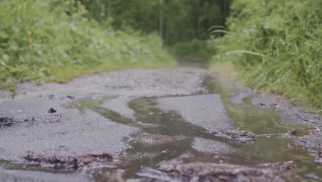 rainy forest path with puddle