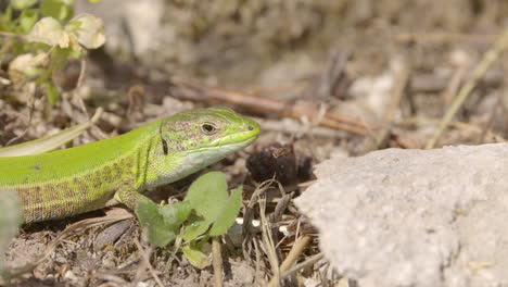 Ein-Grüner-Gecko-In-Griechenland