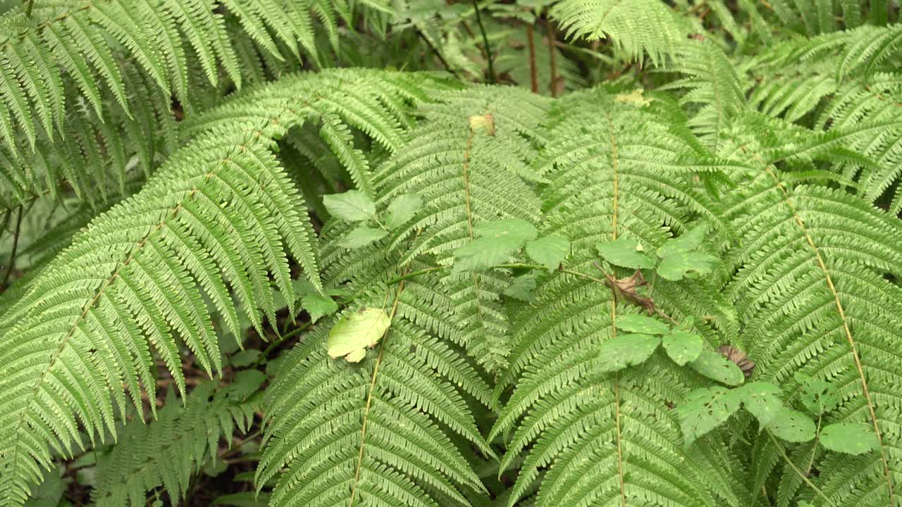 hermoso arbusto denso de helecho en el bosque silvestre de verano después de la lluvia