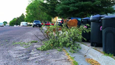 Closeup-shot-of-mother-and-fawn-whitetail-deer-standing-on-sidewalk-eating-tree-branches