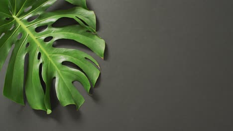 green monstera plant leaf on dark grey background with copy space