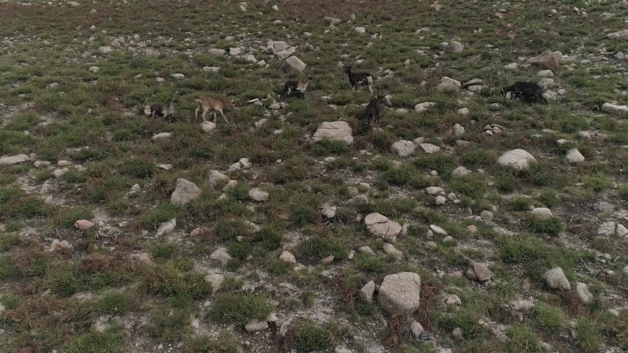cabras montesas pastando en una ladera