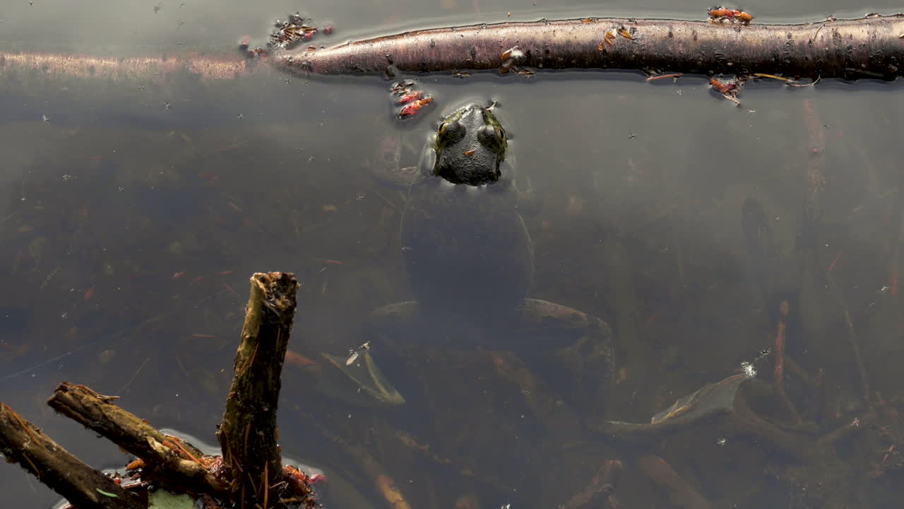 몸이 움직이지 않는 큰 개구리는 대부분 연못에 잠기고 코는 물 밖으로 나옵니다.