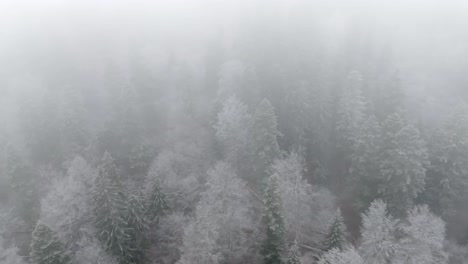 FPV-Over-Trees-Covered-With-White-Snow-In-Bucegi-Forest,-Romania