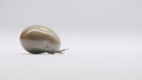 a gross tick walking slowly on a white surface to the right side of the frame