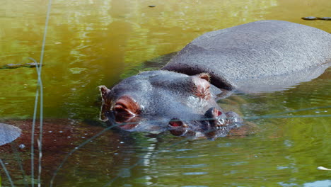 Close-up-Shot-of-Hippo-Sleeping-into-Swamp