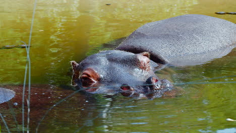 close up shot of hippo sleeping into swamp