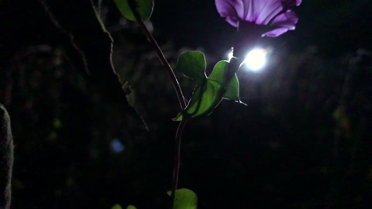 Purple flower with vine panning shot early before sunrise.