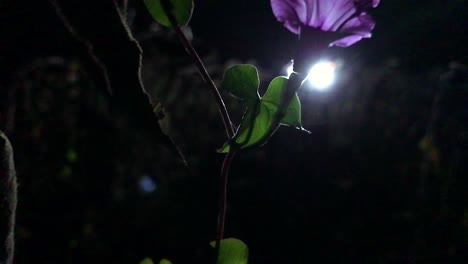 purple flower with vine panning shot early before sunrise.