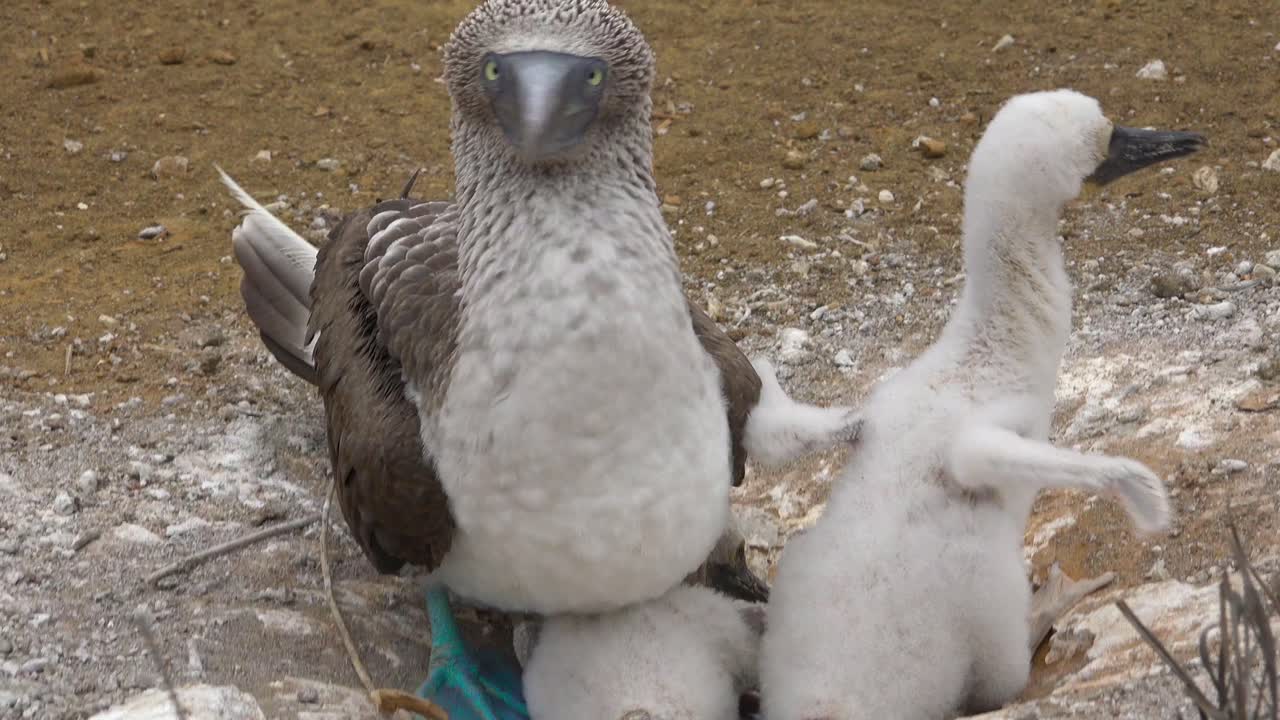 un piquero de patas azules se sienta en su nido con pollitos en las islas galápagos ecuador 1