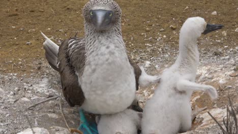 a blue footed booby sits on its nest with baby chicks in the galapagos islands ecuador 1