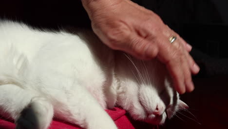 woman pets cute white cat laying comfortably on a red couch-6