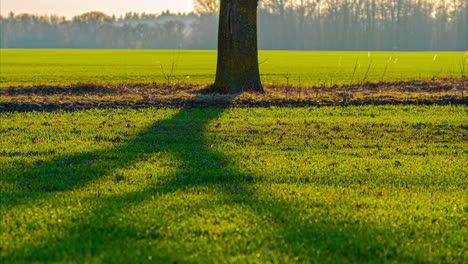 Baumschatten-über-Frischen-Grünen-Wiesen-Im-Park-Bei-Sonnenaufgang