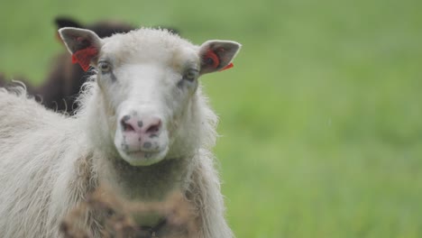 A-portrait-shot-of-the-white-woolly-sheep