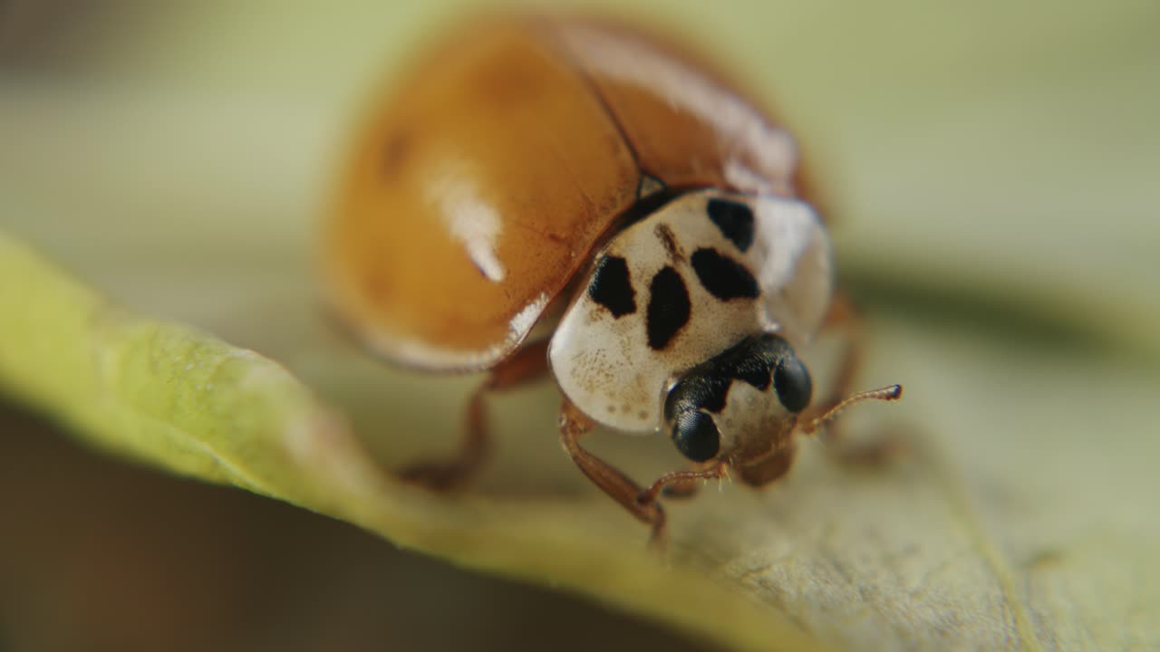 잎 표면을 가로질러 걷는 반점과 반사 날개가 없는 ladybuy의 극단적인 매크로 샷