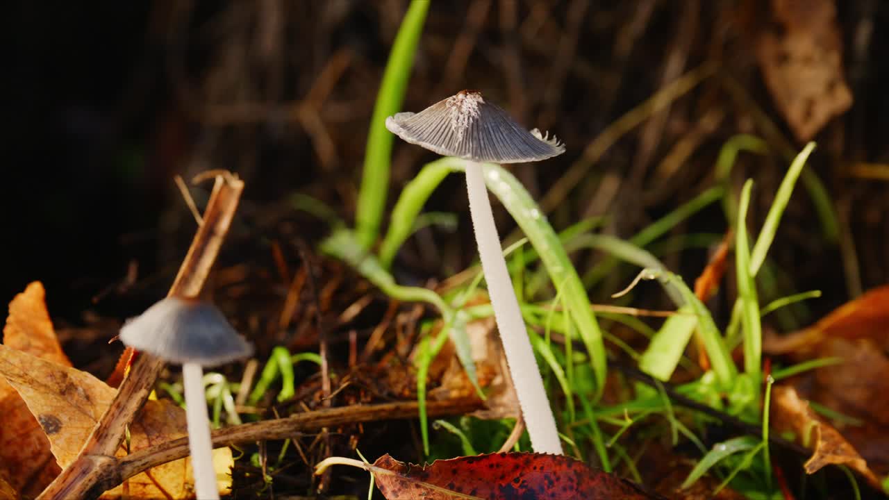 Delicate Mushrooms Emerging from Fallen Leaves and Green Grass in a Natural Setting, Capturing the Beauty of Fungi and Autumn Colors in Nature's Embrace