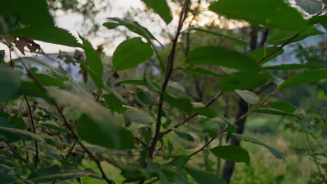 Tracking-shot-of-sunshine-peeking-through-tree-branches