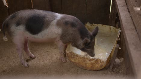 pigs eating feed from a feeder and waterer at a pig farm