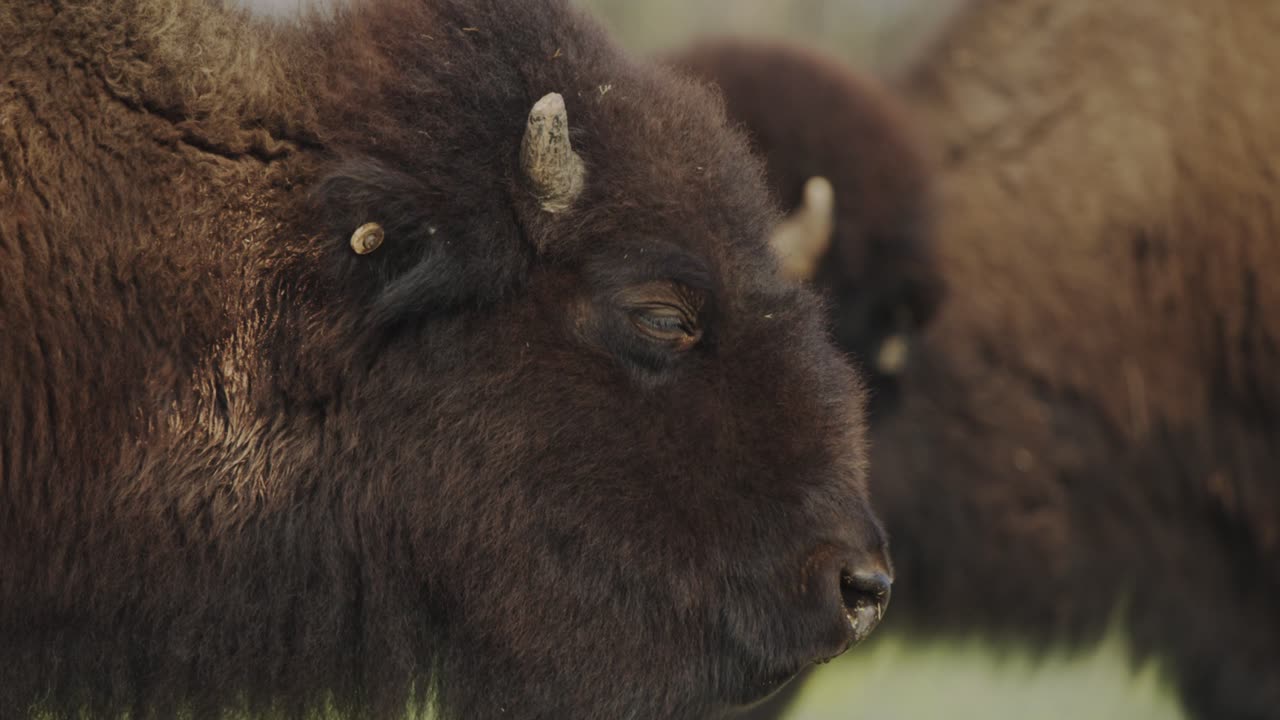alejamiento lento de la familia de bisontes en el cañón