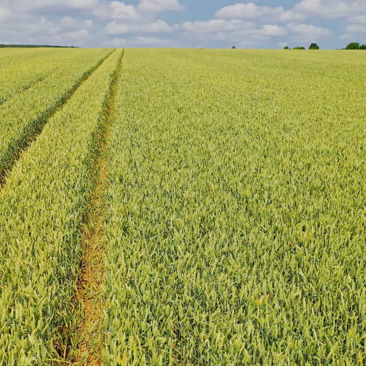 Close-up view of beautiful farming field. Flight over the young plants growing on the rural agronomy background. Camera moves up to left.