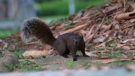 Ein-Süßes-Pallas-Eichhörnchen-Mit-Flauschigem-Schwanz-Huscht-Auf-Dem-Waldboden-Herum,-Streift-Neugierig-Durch-Die-Umgebung-Und-Verschwindet-Rasch-Aus-Der-Szene,-Nahaufnahme