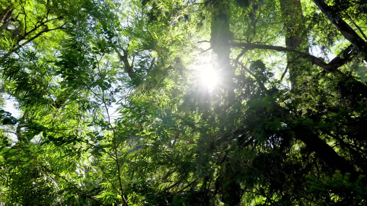 Handheld of bright sun beams shining through tree branches in dense green rainforest at daytime