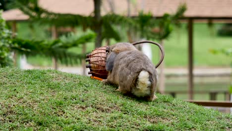 de un conejo en la granja disparado
