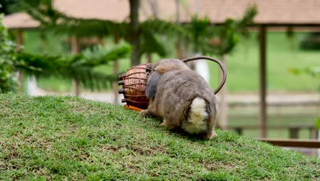 shot of a rabbit in farm