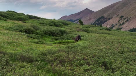 moose drinks quenching thirst from hidden alpine pool puddle of rainwater gathered at low spot in dense thick shrubs