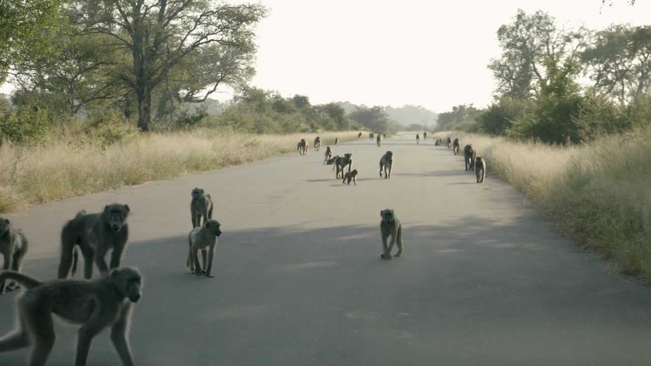 Group Of Chacma Baboons Roaming And Walking On The Road In Kruger National Park, South Africa. - wide shot