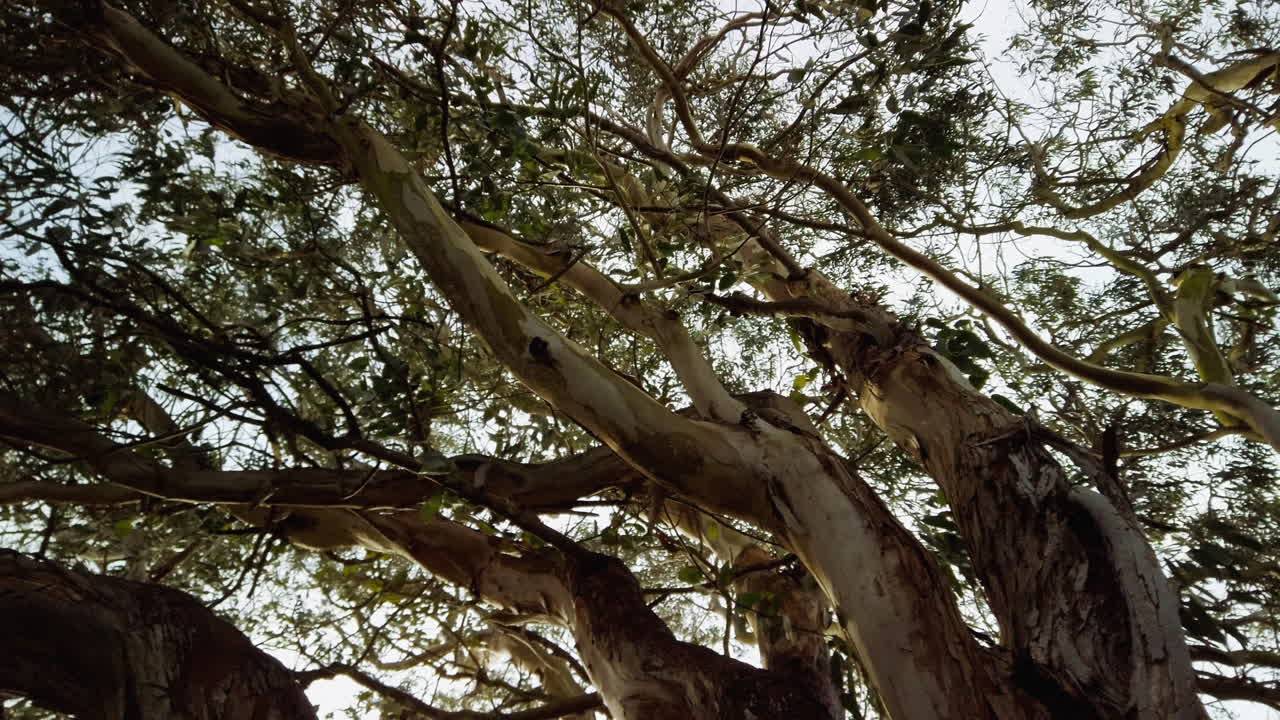 바람에 날리는 커다란 유칼립투스 나무와 나뭇잎 사이로 비치는 태양을 올려다보며