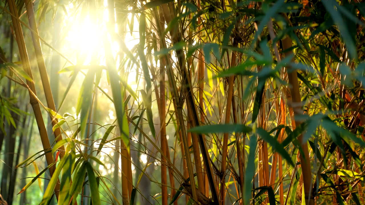 Yellow bamboo leaves sway in the wind shoots on a softly blurred forest path, tranquil morning
