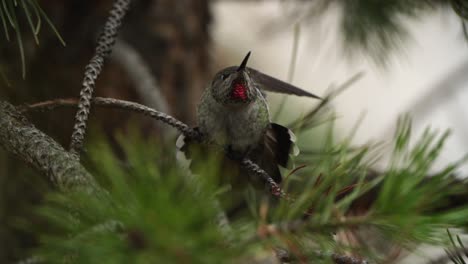 Hummingbird-flies-away-from-tree-branch