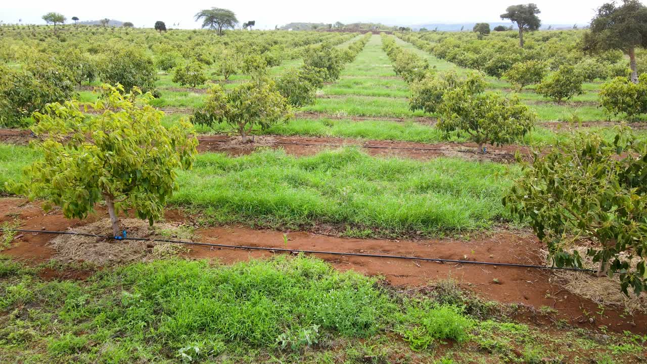 스마트 농업 기술 - 케냐 아보카도 농장의 공중 드론 보기