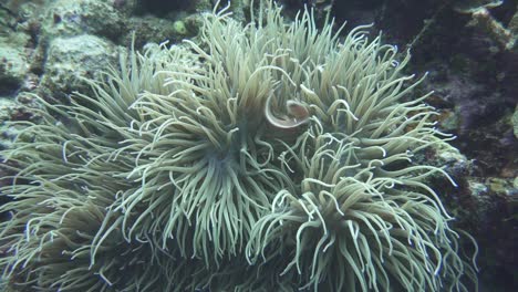 underwater sea tropical life underwater sea fish tropical